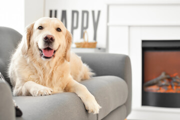Cute dog lying on sofa in room with fireplace. Concept of heating season