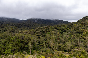Forêt humide sous la brume à Cameron Highlands, Malaisie