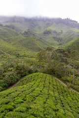 Plantations de thé à Cameron Highlands, Malaisie