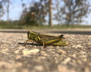 grasshopper on the grass