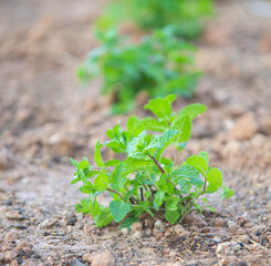 plant