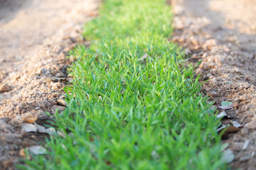 green moss on the ground