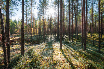 Dense forest in the north of Russia. Pine forest in a gloomy style. Autumn day