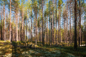 Dense forest in the north of Russia. Pine forest in a gloomy style. Autumn day