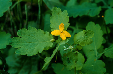 Grande chélidoine, Chelidonium majus