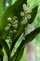 Obraz premium Muguet, Convallaria majalis