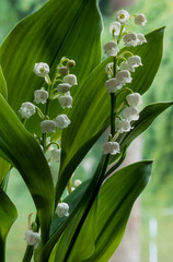 Fototapeta premium Muguet, Convallaria majalis