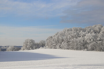 sunny winter wonderland scene with trees