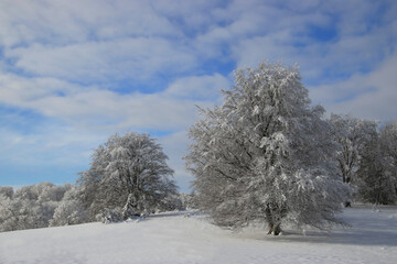sunny winter wonderland scene with trees