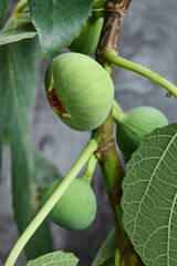 Ripped green figs on the tree