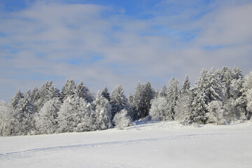 Fototapeta na wymiar sunny winter wonderland scene with trees