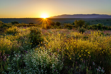 Countryside and mountain landscape with yellow, white and colorful flowers.
