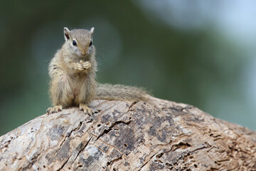 Ockerfußbuschhörnchen / Tree squirrel / Paraxerus Cepapi