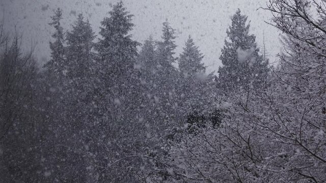 Wide Shot of Heavy Snow in Forest
