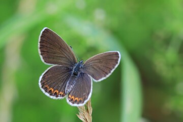Butterfly Reverdin's blue sitting on the grass blade with green background. Plebejus argyrognomon