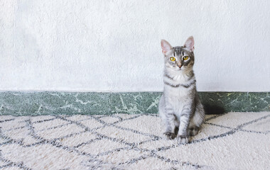 Retrato de pequeño gato domestico de pelaje gris sentado sobre una alfombra con un fondo blanco e...