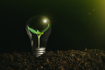 Concept image of a light bulb on the ground with a plant inside,