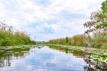 Fototapeta na wymiar Scenery of Wetlands at Rayong Provincial East Plant Center