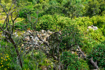 Fototapeta premium moss on the stone