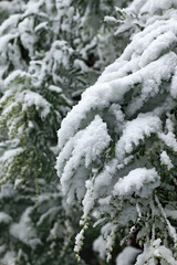 A winter image, snowy and cold