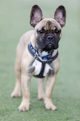 Fototapeta premium Curious Fawn French Bulldog Puppy Male. Off-leash dog park in Northern California.