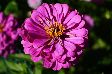 Fototapeta premium Magical annual zinnia flowers, disambiguation majors growing on the streets of Dripro. Fascinating bloom of unusual and colorful Ukrainian flowers blooming under the rays of the summer sun in August.