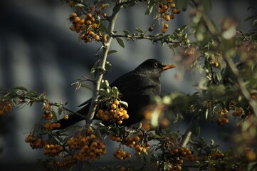 Amsel Im Winter (Im Garten Feuerdorn) 