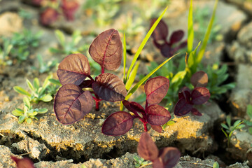 The deep reddish coloured leaves or Red leaf or Spinach or creeper