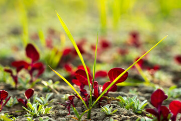 Red leaf or Spinach or creeper great color vegitable