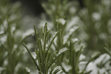 Rosmarin im Winter