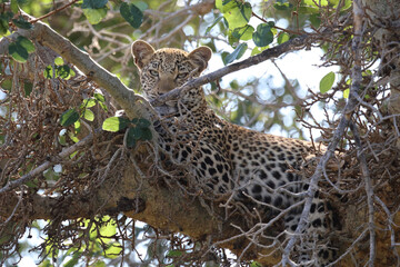 Leopard / Leopard / Panthera pardus.