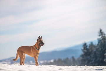 Hund steht in schneebedeckter Wiese, im Horizont sind Berge zu sehen. - obrazy, fototapety, plakaty