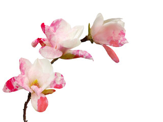 Plakat Beautiful blooming magnolia flower isolated on white background.