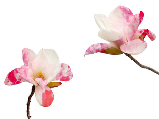 Fototapeta na wymiar Beautiful blooming magnolia flower isolated on white background.
