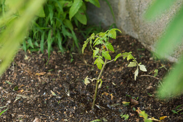 tomato plant in natural land