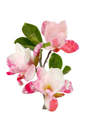 Fototapeta na wymiar Beautiful blooming magnolia flower isolated on white background.