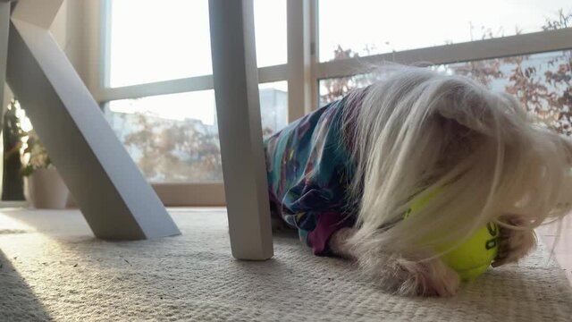 Adorable chinese crested dog washes his paw while sun is shining through the window. 4K