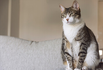 Retrato de gato doméstico de pelaje tricolor y atigrado con la mirada fija dentro de un ambiente...