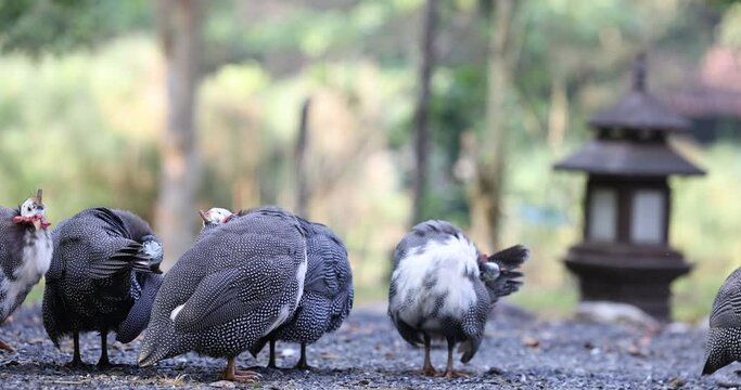 Helmeted guinea fowls feeding on seeds and grass.