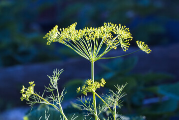 Dill umbrella closeup on the dark blue background.