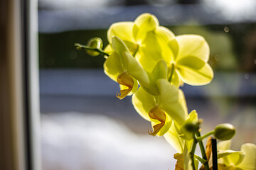 Closeup of potted yellow boat orchids on a windowsill under the sunlight