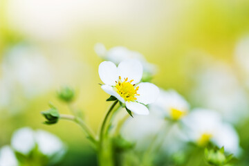 White young flowers of strawberry on yellow blurred background.