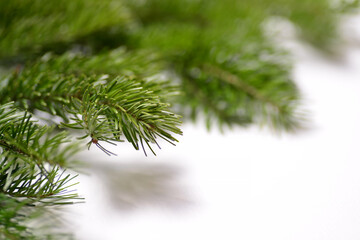 Green branches of pine and spruce lie on a white background, close-up, all the needles are visible.