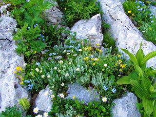 Colorful wild garden in the rocks with blue alpine forget-me-not (Myosotis alpestris) and othe white and yellow flowers