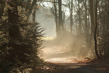 the sun shines like a spotlight in the winter forest