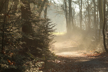 the sun shines like a spotlight in the winter forest