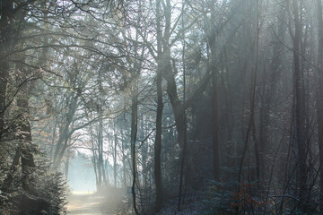 the sun shines like a spotlight in the winter forest