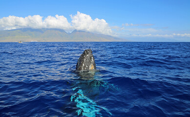 Breaching whale and Maui - Humpback Whale, Hawaii