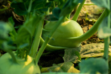 Huge vitamin and others source of medicine green energy