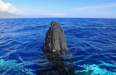 Fototapeta na wymiar Whale head in blue water - Humpback Whale, Hawaii
